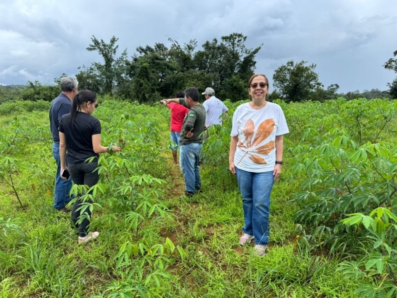 Pesquisadores do projeto PETROFOZ avaliam impactos da “vassoura-de-bruxa da mandioca” no norte do Amapá